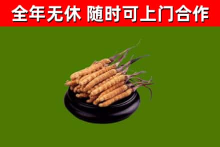 莱芜烟酒回收冬虫夏草.jpg